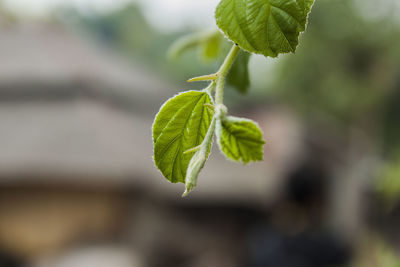 Close-up of green plant outdoors