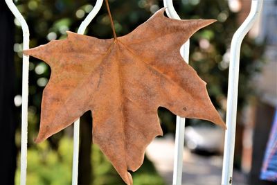 Close-up of dry maple leaves