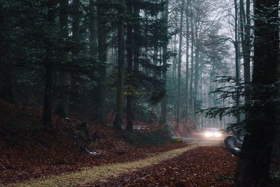 Road passing through forest