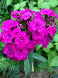 Close-up of pink flowers