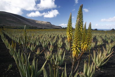 Aloe vera plants growing on farm