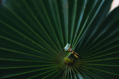 Full frame shot of palm leaves