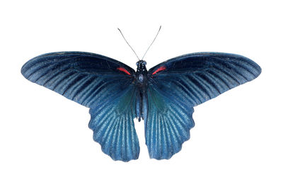 Close-up of butterfly over white background