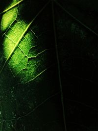 Close-up of green leaf on plant