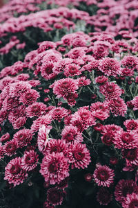 High angle view of pink flowering plants