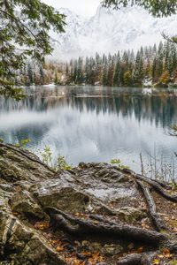 Scenic view of lake by trees in forest