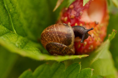 Close-up of snail on leaves