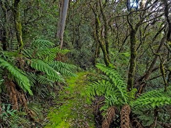 View of trees in forest