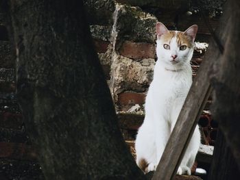 Portrait of cat sitting outdoors