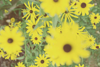 Close-up of yellow flowers blooming in field
