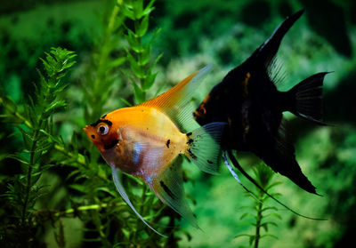 Close-up of fish swimming in sea