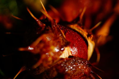 Close-up of wet red leaves