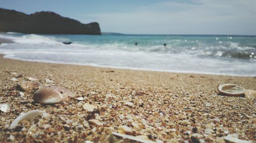 Seashells at beach