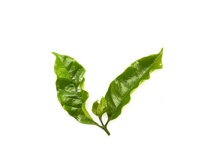 Close-up of green leaf against white background