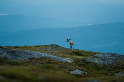 View of deer on mountain