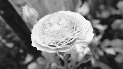 Close-up of white rose blooming