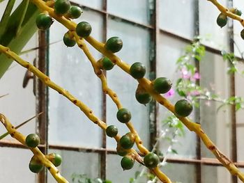 Close-up of plant against blurred background