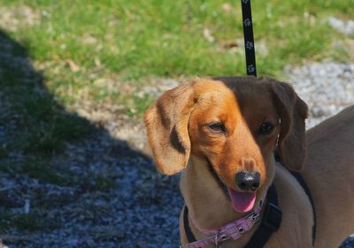 Close-up portrait of a dog