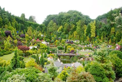 View of trees in garden