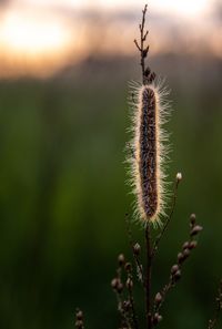 Close-up caterpillar on plant on field
