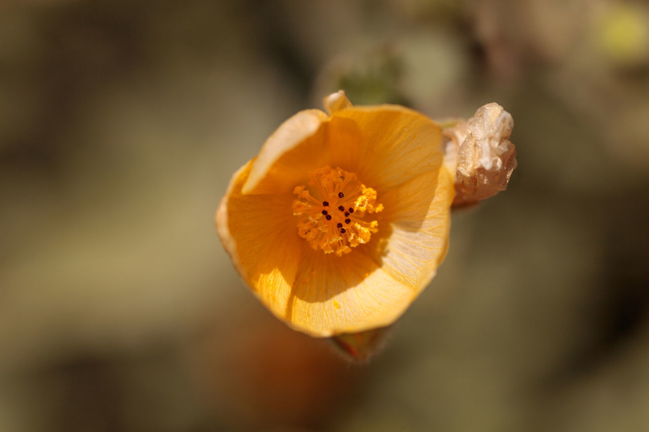 Palmer’s Indian mallow