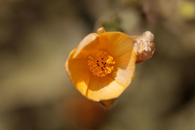 Close-up of yellow flower blooming outdoors