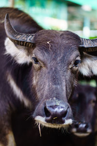 Close-up portrait of buffalo at farm
