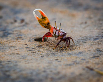 Close-up of insect on sand