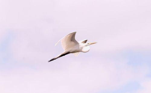 Low angle view of seagull flying in sky