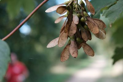 Close-up of wilted flower on tree