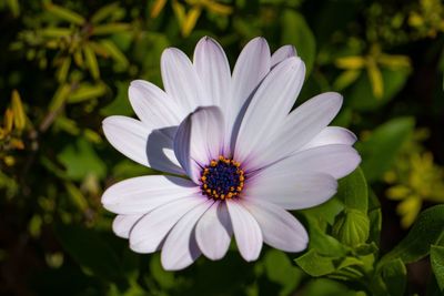 Close-up of white flower