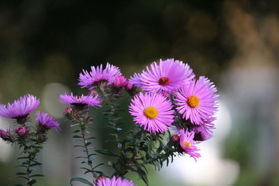 Close-up of purple flowering plant