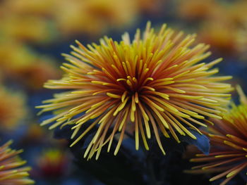 Close-up of yellow flowering plant