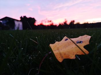 Close-up of leaves on land against sky during sunset