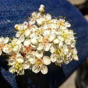 High angle view of white flowering plant