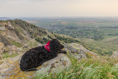 High angle view of dog on landscape against sky