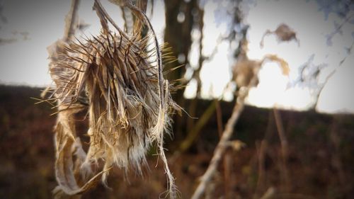 Close-up of dried hanging on field against sky