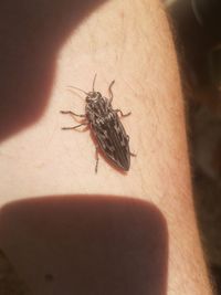 Close-up of insect on hand