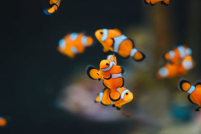 Close-up of fish swimming in aquarium