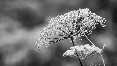 Close-up of wilted plant