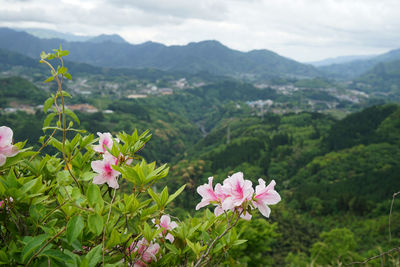 Close-up of pink flowering plant against cloudy sky