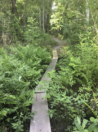 Plants and trees in park