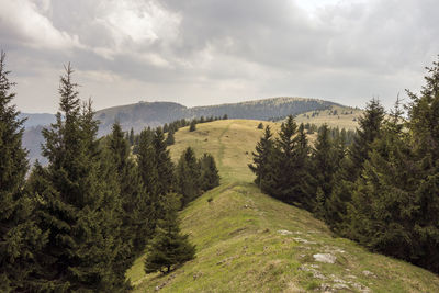 Scenic view of pine trees and mountains against sky