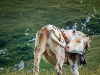 Cow on green hill