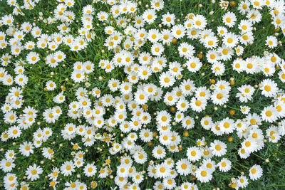 High angle view of yellow flowers blooming on field