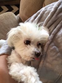 Close-up portrait of puppy