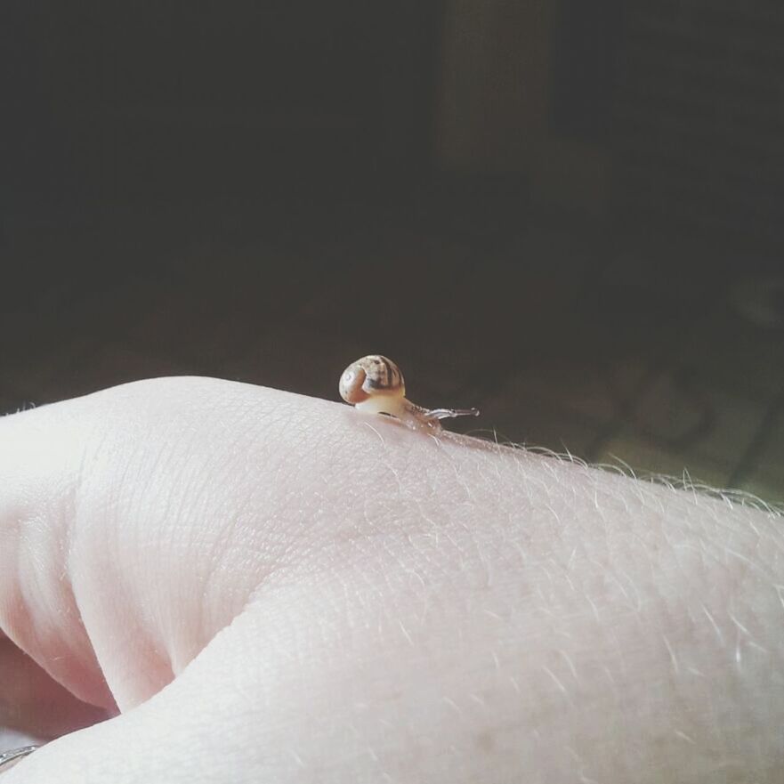 one animal, animal themes, wildlife, white color, part of, close-up, animals in the wild, person, unrecognizable person, cropped, copy space, white, indoors, bird, day, holding, animal head