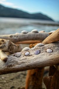 Close-up of driftwood on beach