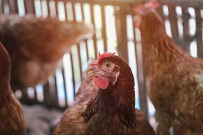 Close-up of a hen in cage