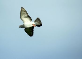 Low angle view of bird flying against clear sky